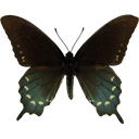 Pipevine Swallowtail - Battus philenor icon